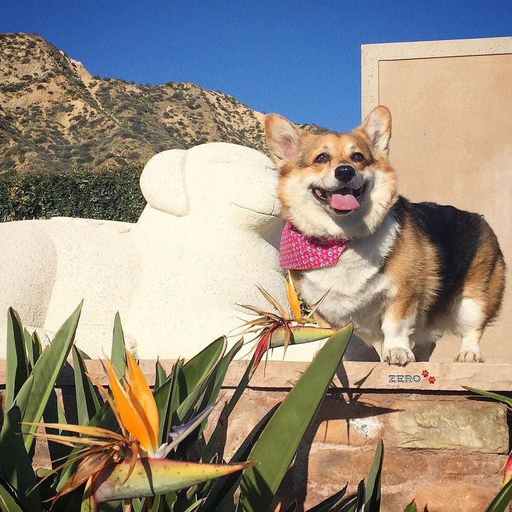 corgi_zero's tweet photo. Two smiling Buddha dogs... Ok, one Buddha-esque statue, and one happy spazz! #tbt #WhichOn… https://t.co/jwDDQgj82Y https://t.co/f1KFYffVDs