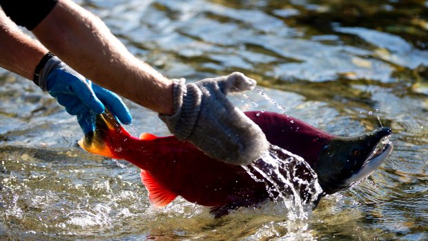 "A great day for ocean science:" Canadian government will hire 135 new aquatic scientists buff.ly/221BJZ9