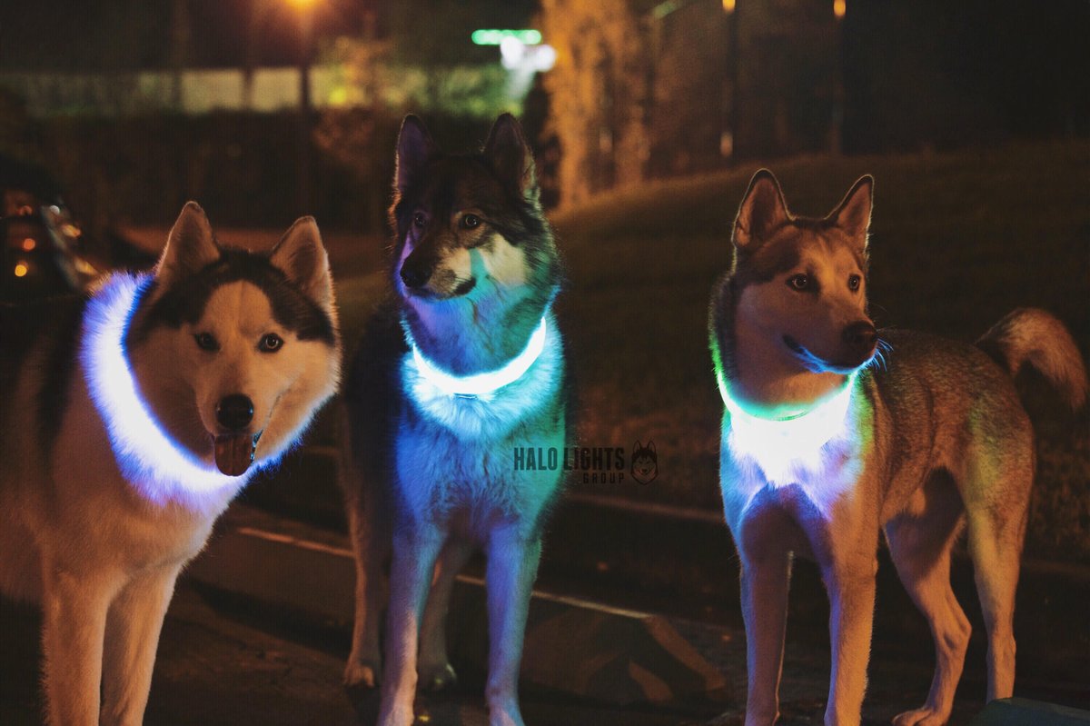 Halo_Lights's tweet photo. We finally decided to join Twitter! https://t.co/pdErYUymfX 
#safety #dogcollar #petcollar #leddogcollar #ledcollar https://t.co/xr6uaq6Raa