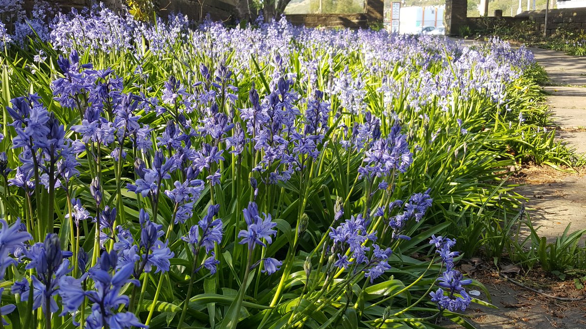 All Saints Bingley (@bingleyparish) on Twitter photo Our #Bingley church #bluebells are looking great in the evening sun. <a href="/judithglendene/">Judith Bell</a> <a href="/carolynchap97/">Carolyn Chapman</a> <a href="/RuthDowson/">Rev Dr Ruth Dowson</a> Our #Bingley church #bluebells are looking great in the evening sun. <a href="/judithglendene/">Judith Bell</a> <a href="/carolynchap97/">Carolyn Chapman</a> <a href="/RuthDowson/">Rev Dr Ruth Dowson</a>