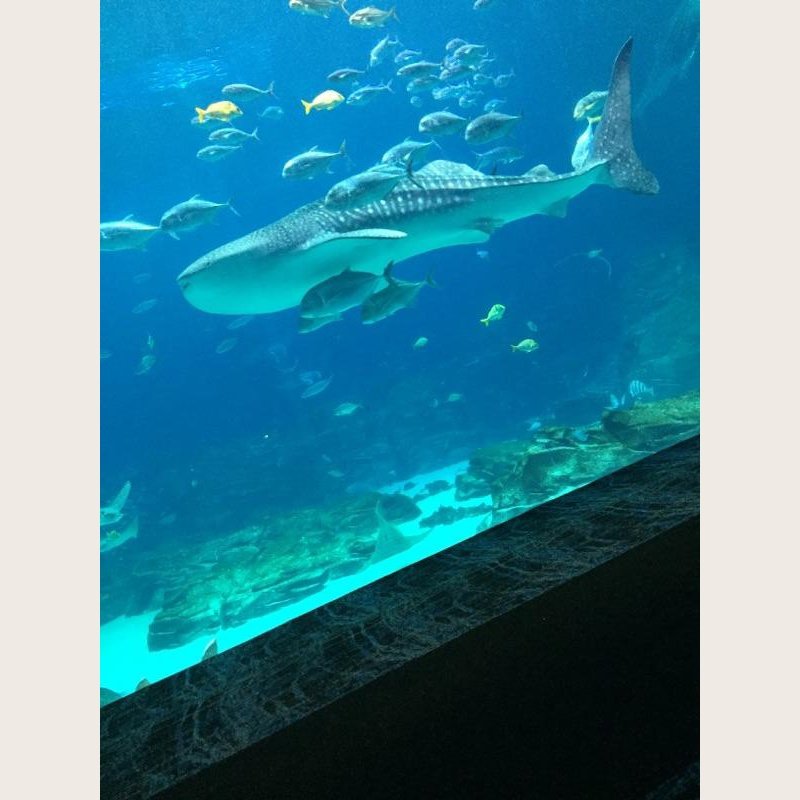 clucky124's tweet photo. I got broads in Atlanta. #GeorgiaAquarium https://t.co/iTcej829sk