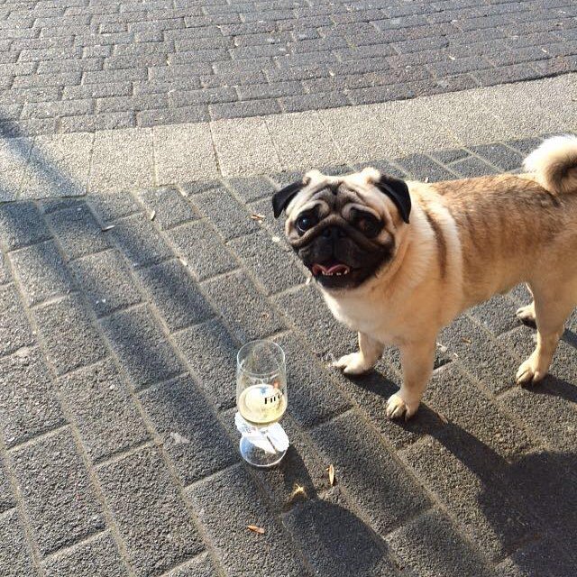 Puglee_Pug's tweet photo. 🍻🐶 #Prost #cheers #pugs #bochum #fiegepils #beer #bier #pils #bochum #uhle #instapug #ilovepugs #germany by mikaose https://t.co/ix0h1FWT33