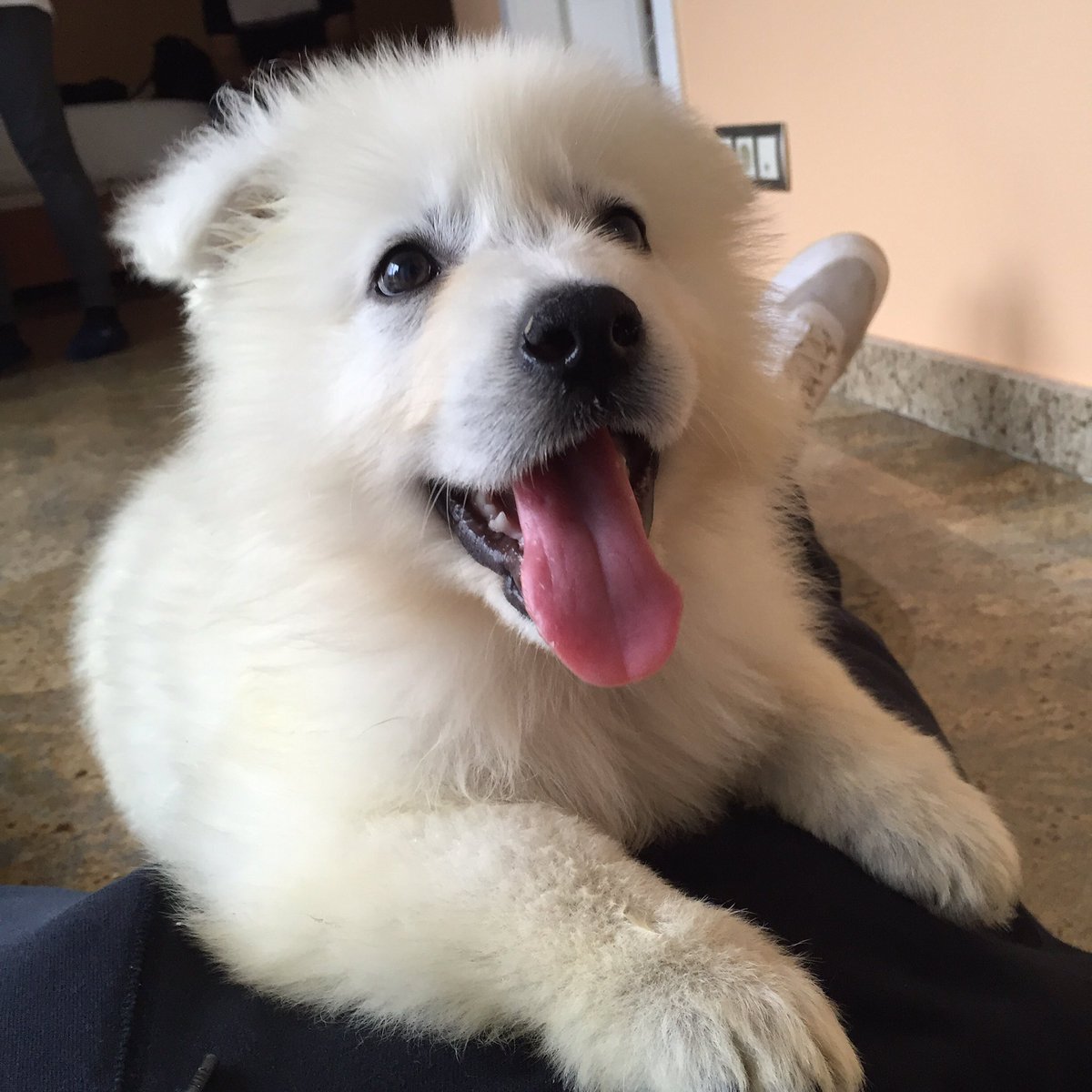 23Llull's tweet photo. Bienvenido a la familia Thor!! 😜🐶 https://t.co/OH3OqdrDgc