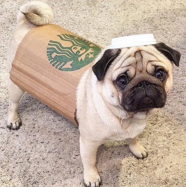 CutePicsOfPugs's tweet photo. anyone want a Puggaccino? https://t.co/dMDBGnZPe6