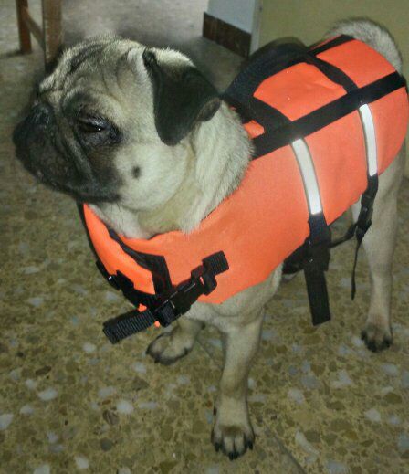 Listo para la #playa #salvavidas #pug @_Lilyan_ https://t.co/K4fWvvR3cG<a href="/tag/playa"class="tags">#playa</a><a href="/tag/salvavidas"class="tags">#salvavidas</a><a href="/tag/pug"class="tags">#pug</a><a class="tags" href="/tag/_lilyan_">@_lilyan_</a>