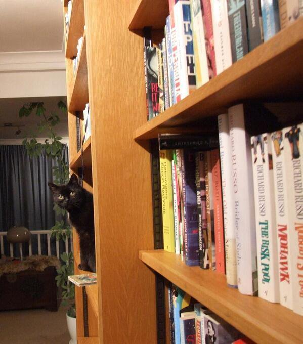 WHY MY CAT IS SAD tweet media