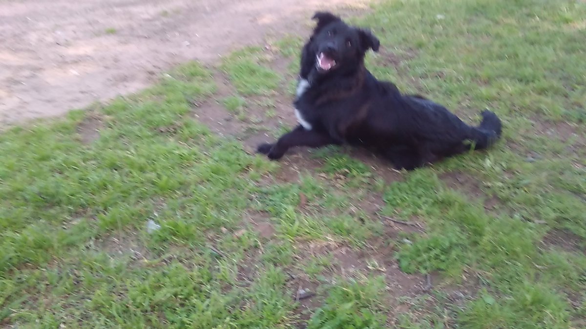 MikeWimberly2's tweet photo. This is shadow ,5 month old  puppy some threw away at six weeks old. https://t.co/ilAMTgWDqh