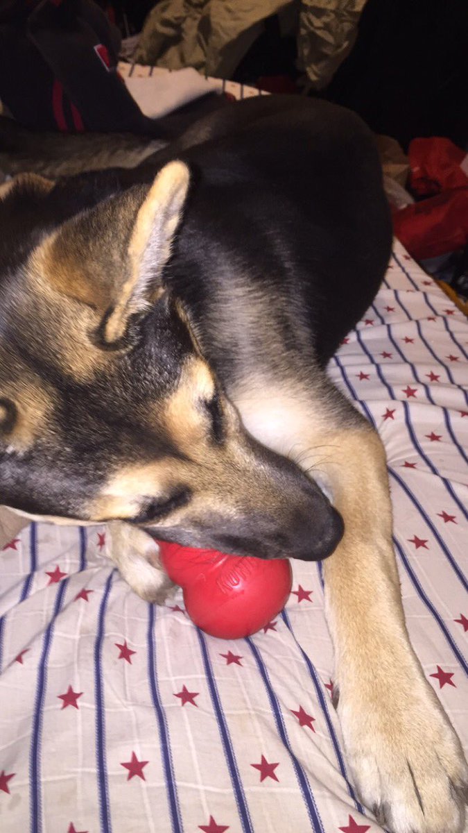 Our toys hold up to even the toughest chewers!