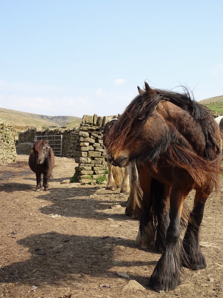 Little Joe 🐴
The golden oldie, still commands respect from the youngsters.🐴🐴