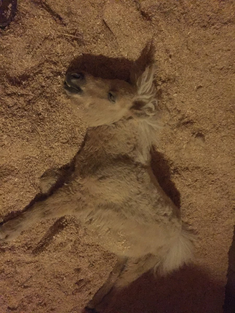 AliceGoring's tweet photo. Went to tuck Teddy up and thought I had lost him @plevinproducts #perfectcamouflage #snowflakebedding #wheresteddy https://t.co/v4LtYKwy1e