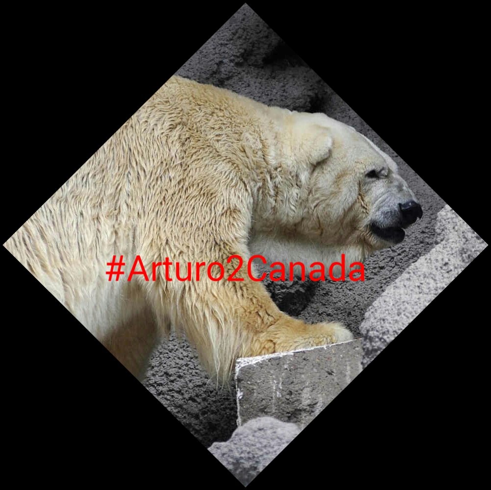 MaryanPM's tweet photo. @YESFUCKYOUTOO @chriswilson_3 @orca_waves @Whatsaysjen @calfune @ARCrusade @judysale23 @tonight1103 #Arturo2Canada ❄ https://t.co/71pLl23zGq