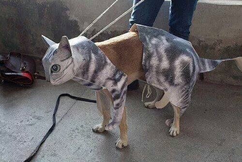 Jujubando_'s tweet photo. "Mãe posso ter um cachorro?"
"Não, dá mt trabalho, tem que levar pra passear, etc..."
"E um gato?"
"Tá, gato pode!" https://t.co/tRIkSFQfj4