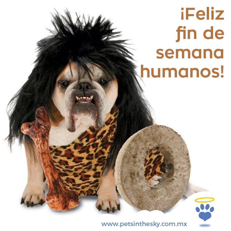 ¡Pets in the sky les desea un FELIZ FIN DE SEMANA con sus MASCOTAS! 👫🏡🐶🐱🐰🐩🎉
