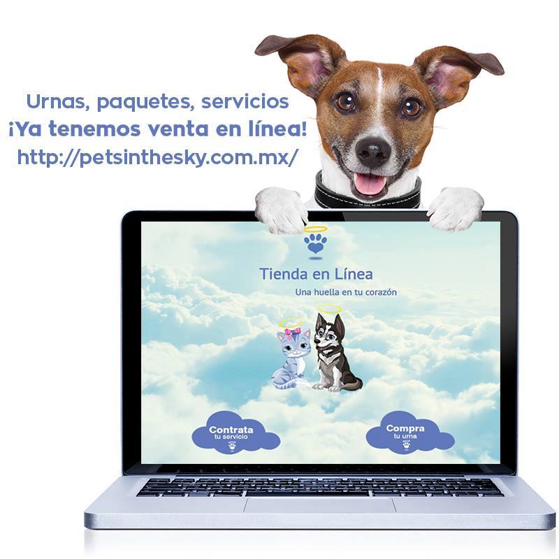 ¡Ya tenemos venta en linea! 
Paga con cualquier tarjeta de crédito, Paypal y Oxxo! 💻🐶🐱💙💛
petsinthesky.com.mx/tienda-pets/