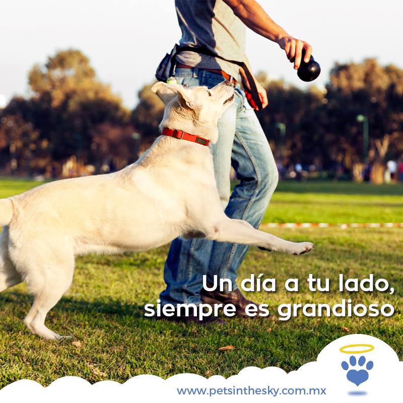 ¡Porque con ellos, los días son tan bellos como únicos! 
petsinthesky.com.mx 🐶🐱💙💛☀💏