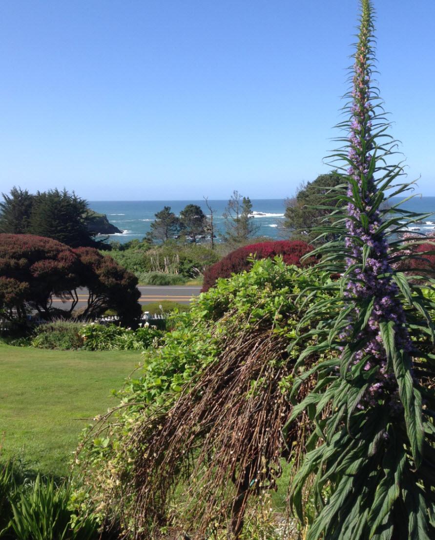 Beautiful flowers &amp; amazing ocean views <a href="/LittleRiverInn/">Little River Inn</a> #Mendocino #hotel - #AAAInspector 3 bit.ly/1TdzGh5