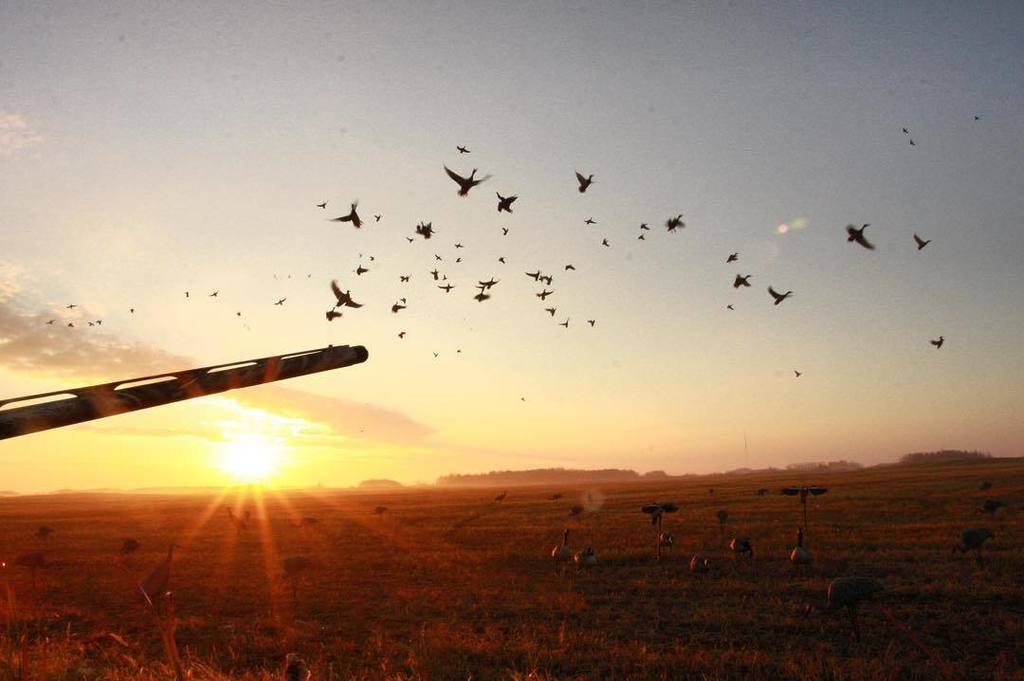 TonyVandemore's tweet photo. I'm your Huckleberry!!! #ThrowdownThursday
#Saskatchewan #HabitatFlats #UAFowl #MakeYourM… https://t.co/7z8m8ksJ1S https://t.co/bW4NLoavwE