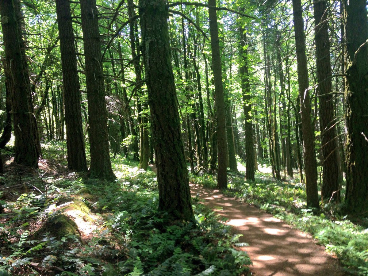 callofbootyjudy's tweet photo. Dog Mountain // Skamania County, WA (5.12.16) https://t.co/10zWEtQWx1