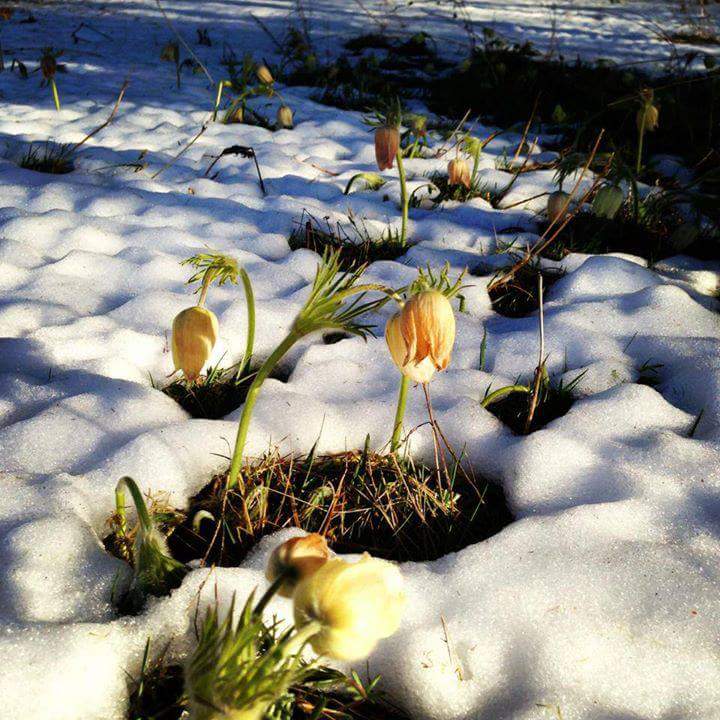 Зуны эхэн сарын цастай бас цэцэгтэй
цагаахан өглөөний мэндээ.
Жавартай байна шүү.