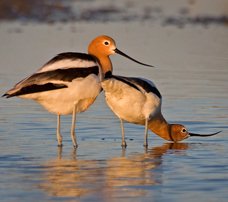 iheardu2's tweet photo. #Victory! #SenatePasses #WaterConservationAmendment to Help Relieve Drought https://t.co/cUgmbUNBF6 #BiPartisan https://t.co/yAkGeDG6LA