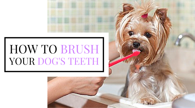 EntirelyPets's tweet photo. Do you know how to brush your #pet's teeth? Find out here: https://t.co/0jJHpg6OIx https://t.co/tziEnncoty