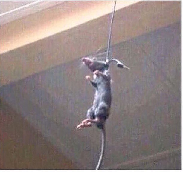 When you don't get into National Honors Society