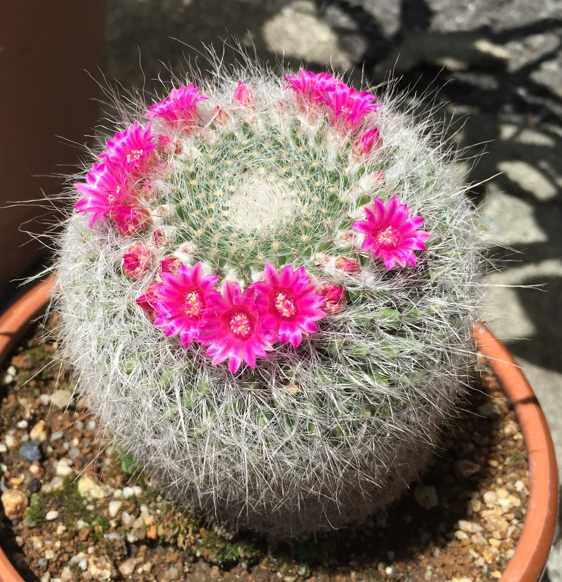 綺麗な花には棘がある Twitter Search Twitter