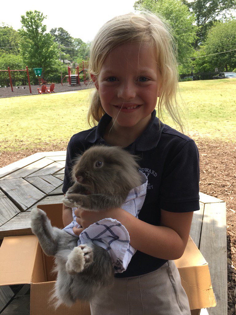 LaneNPyke's tweet photo. Star Student, ET, shared her bunnies with us today! #waprimary https://t.co/gioPCzLoj4