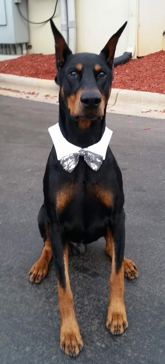 Beach bound with my baby. Memphis dressed up for the occasion.  He's wearing his "sparkles" bow tie tonight.
