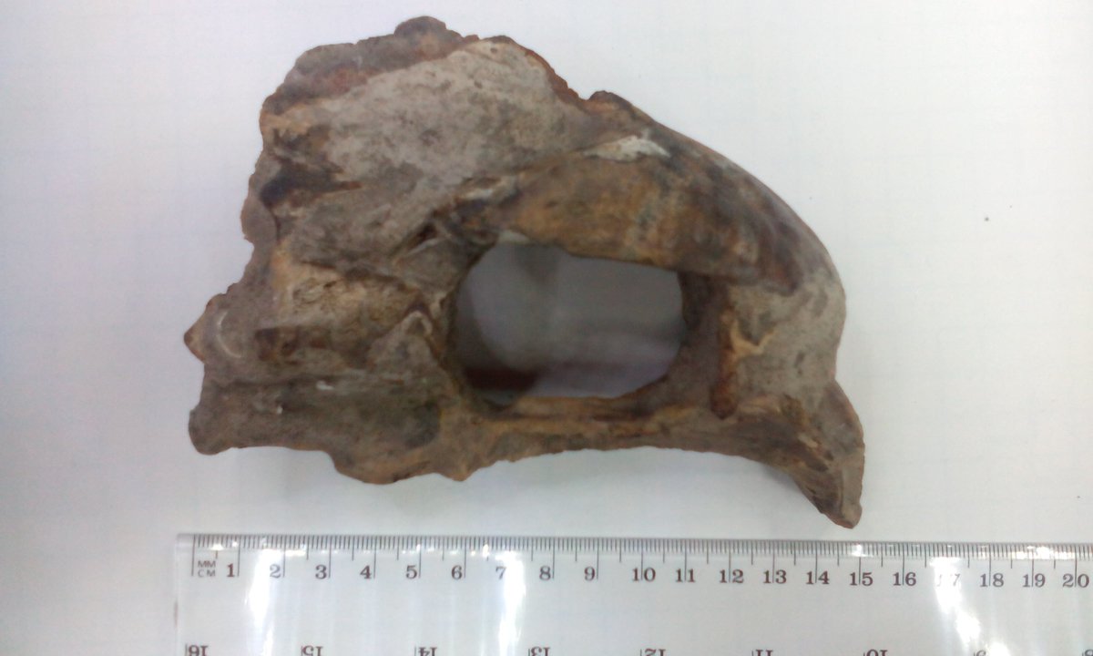AskUsMV's tweet photo. Another week, another #IDFriday. We've seen a few of these before - this was found in mud near a golf course. Ideas? https://t.co/4ECXOoWgnT