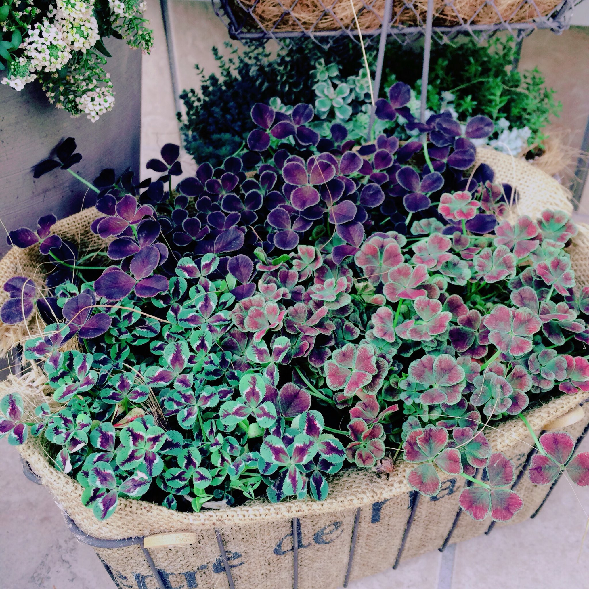 ちびっこギャングママ בטוויטר お花便り プリンセスクローバーの寄せ植え 時計回りにダークデビー チョコレート ジェシカ クローバーってなんかほっとします 熊本に花束を 大分に花束を 九州へとどけ癒し写真部 九州に花束を