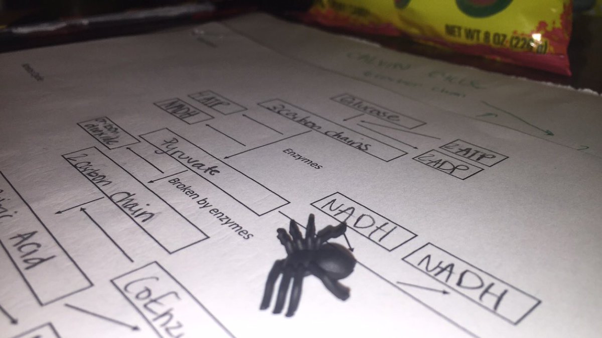 squandydaspider's tweet photo. #SpideyStudySelfie #Pyruvate #KrebCycle 💯💦😈😩💘👅🔑❤️💟👏🏼👏🏼❤️💓💀😘😢😉😄 https://t.co/zkAF1Blncy