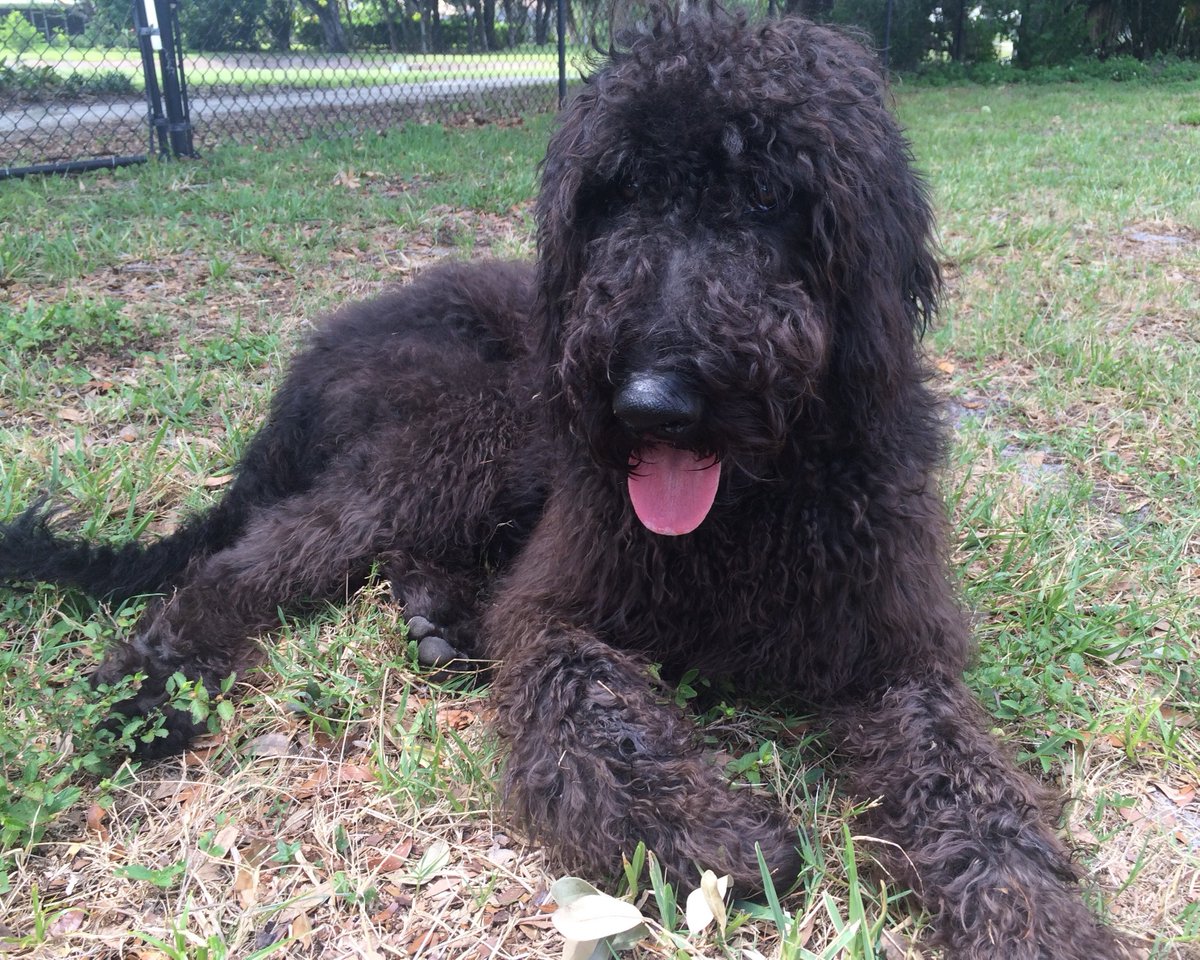 SterlingArcherH's tweet photo. Taking it easy! #ThursdayThoughts #labradoodle https://t.co/bFh9r5QLgU