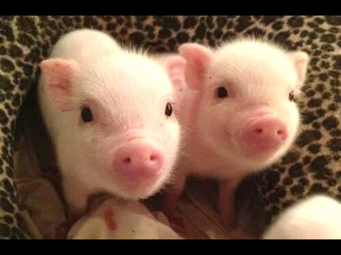 omgthisissocute's tweet photo. #Cute Micro #Pig - ...
https://t.co/1Mg44ATAED
#BabyPig #BabyPigs #CutePiglets #CutePigs #Funny #FunnyPigs https://t.co/zYV5MsgoF7