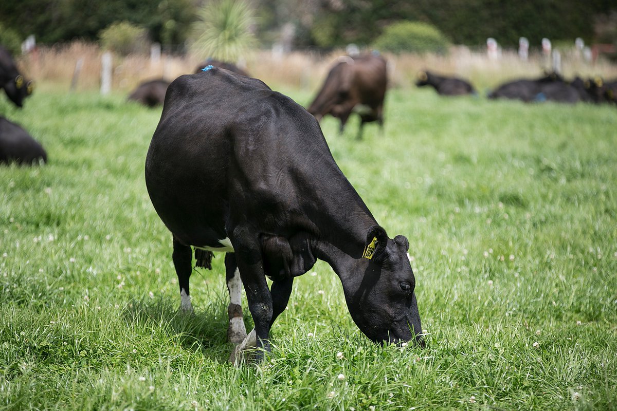 NZXGroup's tweet image. NZX announcement: Launch date for NZ milk price futures &amp;amp; options | bit.ly/1NsuPJZ