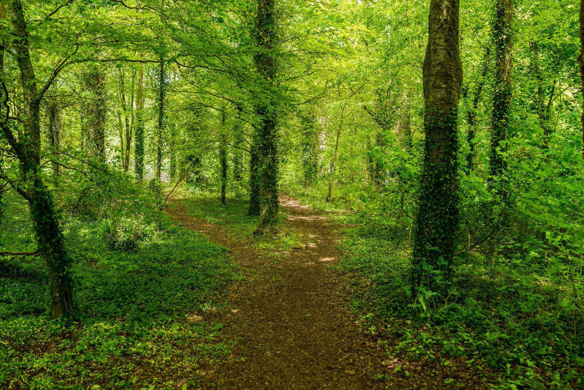 IAF_Tweet's tweet photo. There are some awesome forests in Ireland  #IAF https://t.co/evs5diwFX7