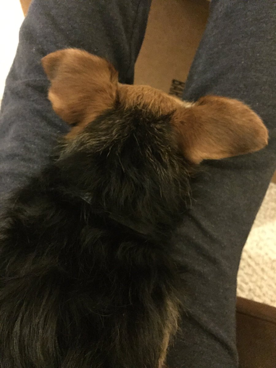 fremderflute's tweet image. Seriously thank you God for this little snuggle guy. #heartexplodes