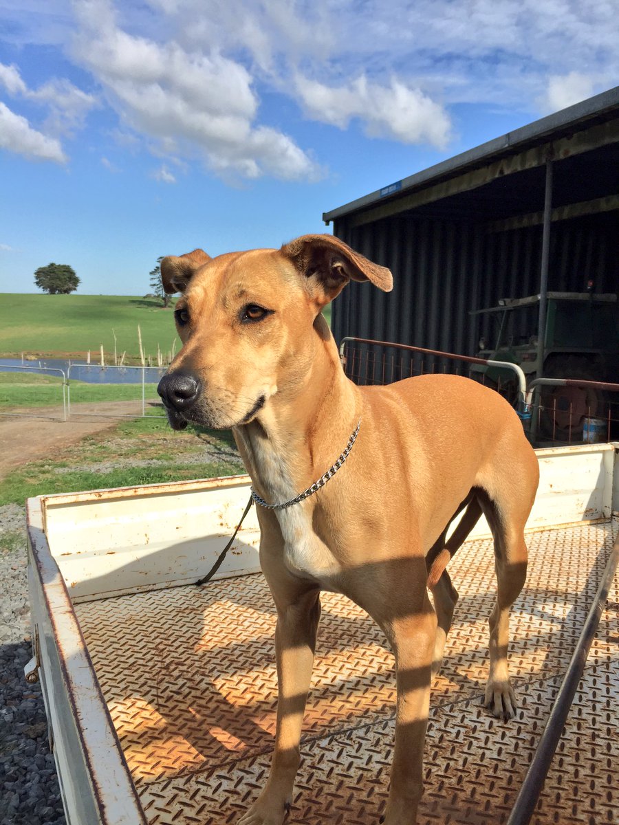 FarminOnTour's tweet photo. #NuOne pretending she's a farm dog & the prettiest little lady this side of town ❤️🐎❤️🐕🐾 #ponies #farmwhore https://t.co/p1MsF9joGv