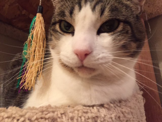 #NeverTrustAnyoneWho doesn't like cats.