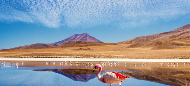📢✈¡Vuelos directos a Chile por solo 384€ ida y vuelta!📢✈Aquí: bit.ly/1X6tLNA Dale a "Ver vuelo" #chile