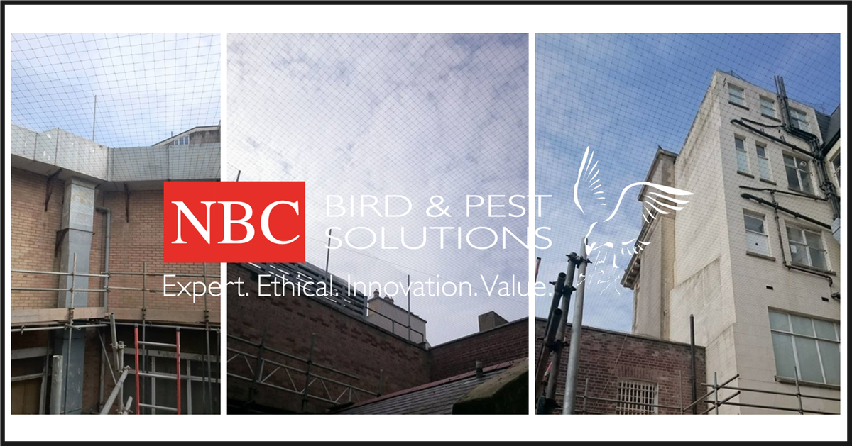 NBCEnviro's tweet photo. Another #birdproof netting job completed by our team :)

Well done guys, good job! #Ateam #goodjob https://t.co/TUATMTWQEG