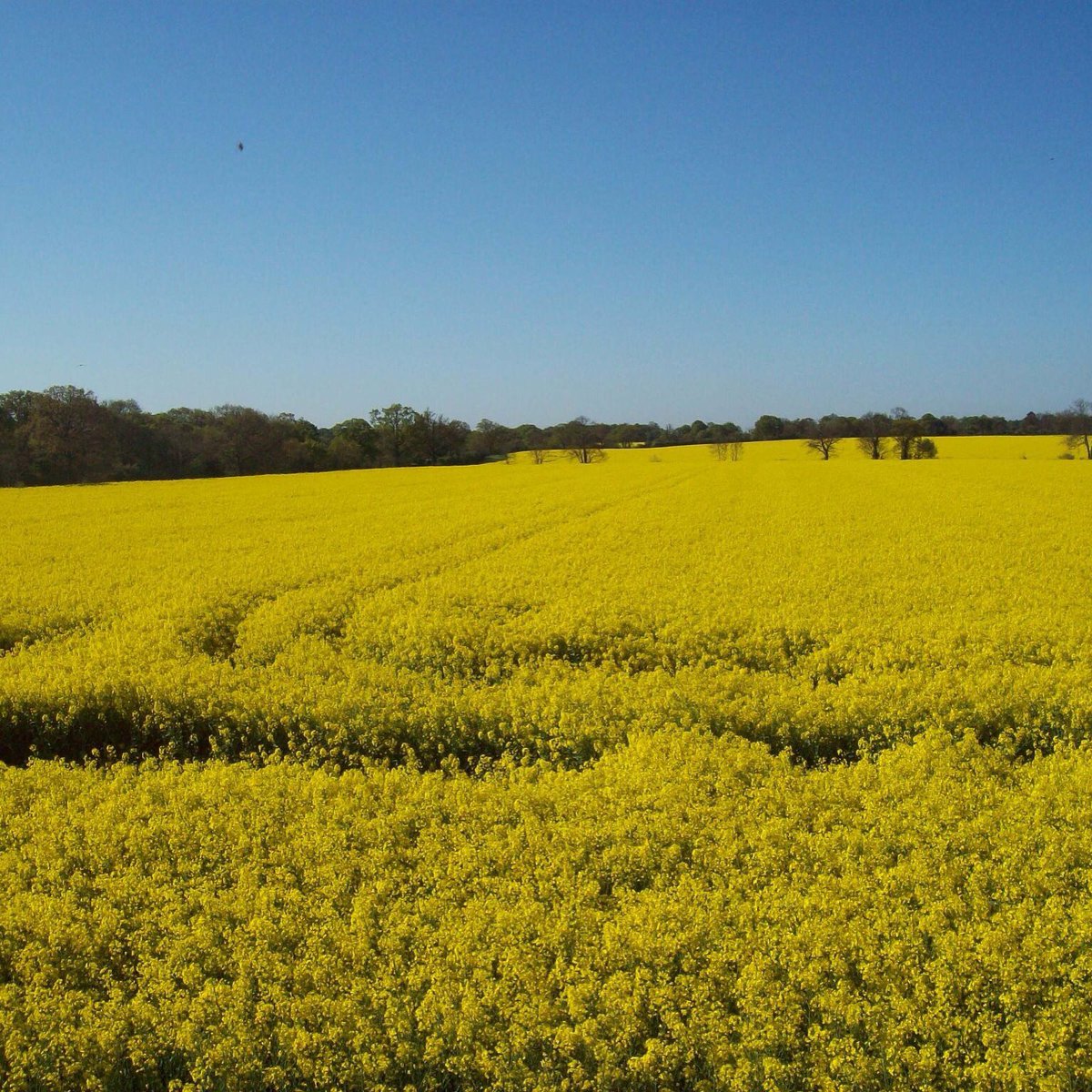 What a beautiful morning here! #sunshine #countryside #view