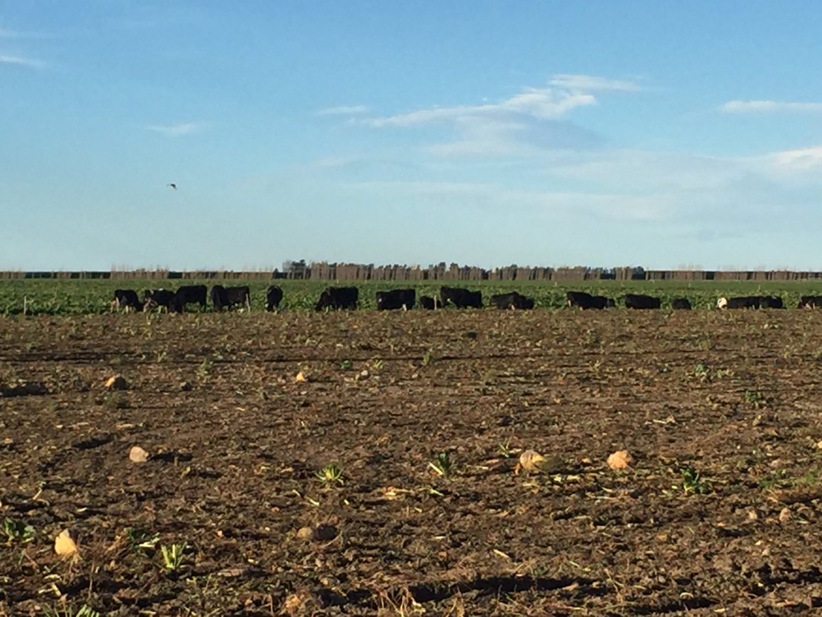 AGRICENLIFER's tweet image. #Backfence grazing dry cows on #FodderBeets near #Christchurch #NewZealand