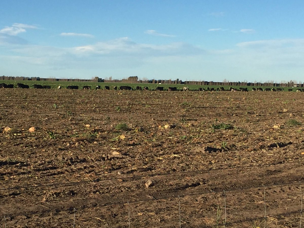 AGRICENLIFER's tweet image. #Backfence grazing dry cows on #FodderBeets near #Christchurch #NewZealand