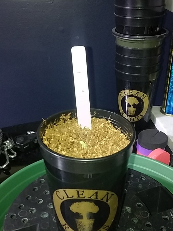 cmartin0725's tweet photo. CLEANROOTS 👊 #platforms #startercups #purps #cleanrootsplatforms #buddhastree additives @EastCoasterDam @aksuperk https://t.co/ek7ebsXWSG
