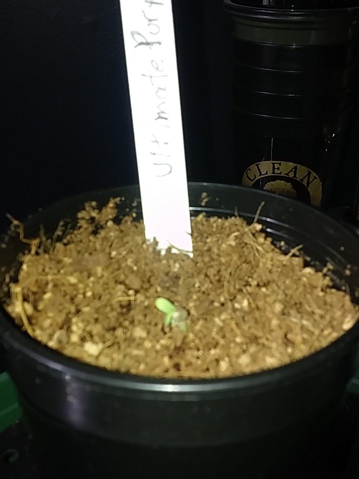 cmartin0725's tweet photo. CLEANROOTS 👊 #platforms #startercups #purps #cleanrootsplatforms #buddhastree additives @EastCoasterDam @aksuperk https://t.co/ek7ebsXWSG