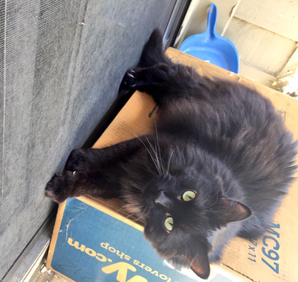 LucyBusterBooks's tweet image. Jelly!? No way! #FastAndFurrious Friday @CatLinguistics for me! Get me to #caturday 😻⚡️☀️ How about you @RoxyRoxLA ?