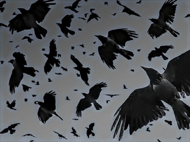 FreeEmbassyCat's tweet photo. The Dark Lord #Assange has summoned Security Crows from the ruler of the East. Meow
https://t.co/Cd45KlH17b #EC4Me https://t.co/MSp5LJ2t73