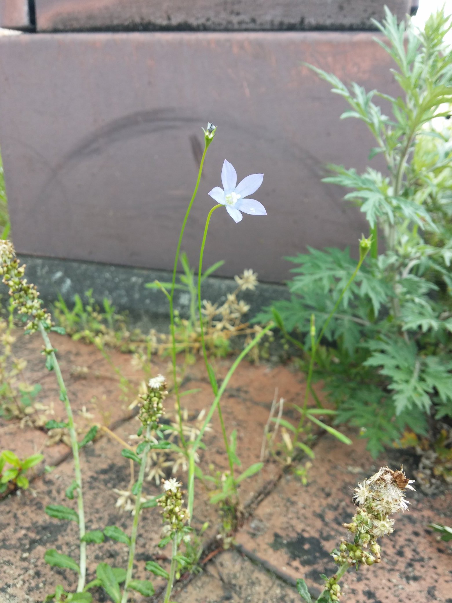 よもぎ Twitterissa 街の道端のよく似た花の野草を見つけました 細い青紫の花はヒメキキョウ 葉がたくさん付いた花はヒナキキョウソウのようです T Co Ksovggretn Twitter