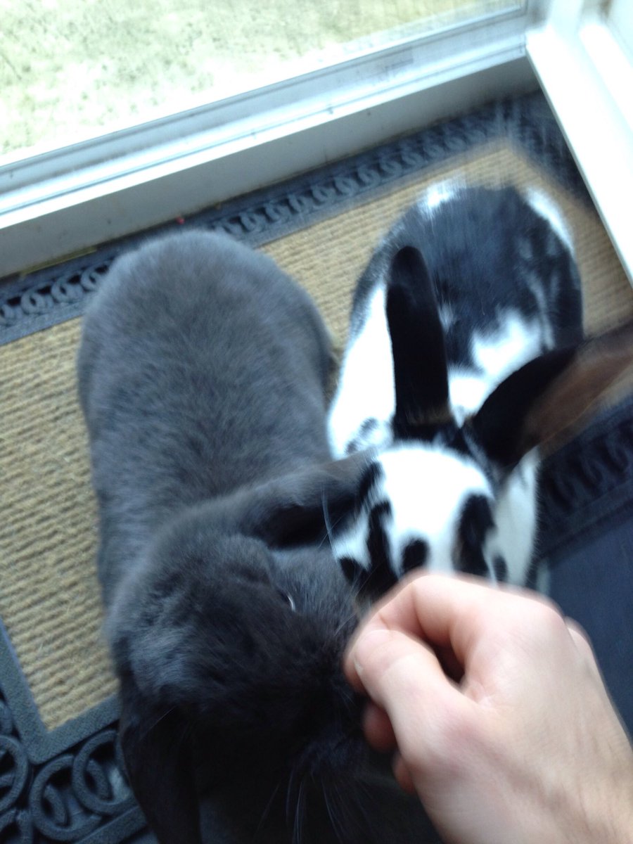 sumBunny2luv's tweet photo. Knock Knock!  SumBunnies at the door! :) <3 x https://t.co/cwEF712DN3